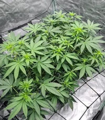 Apollo Feminized Seeds (Brothers Grimm Seeds)