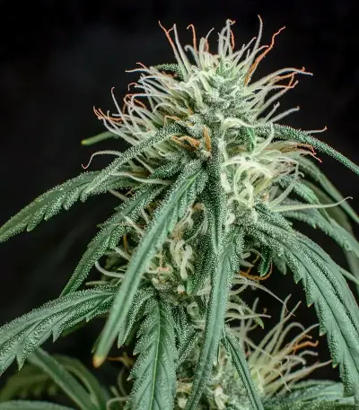 Big Domina Seeds