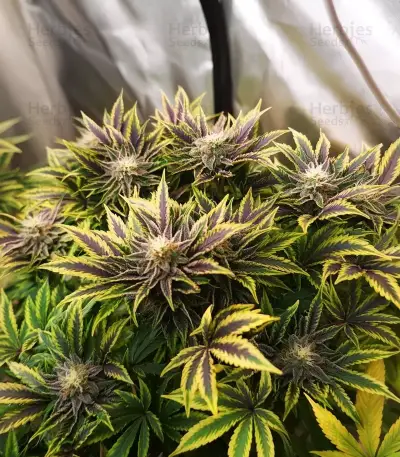 Bruce Banner Seeds
