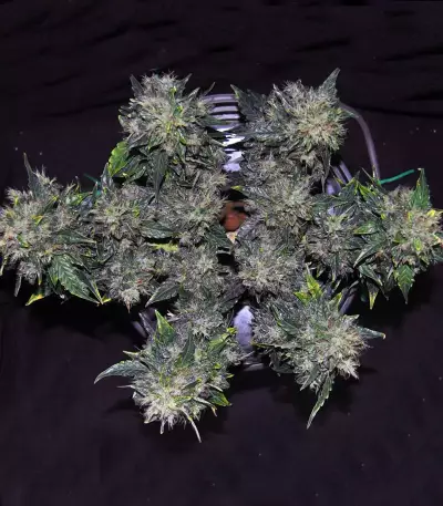 CBD Auto 20:1 (Fast Buds)