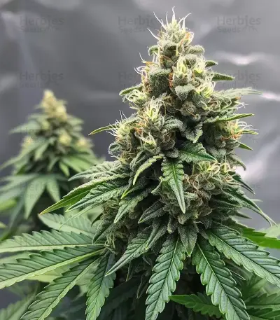 Cheese Auto Seeds