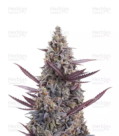 Cinderella Pineapple Feminized Seeds (Brothers Grimm Seeds)