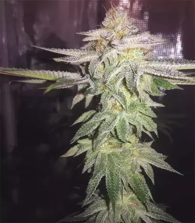 Dos Si Dos 33 Seeds (Barney's Farm)