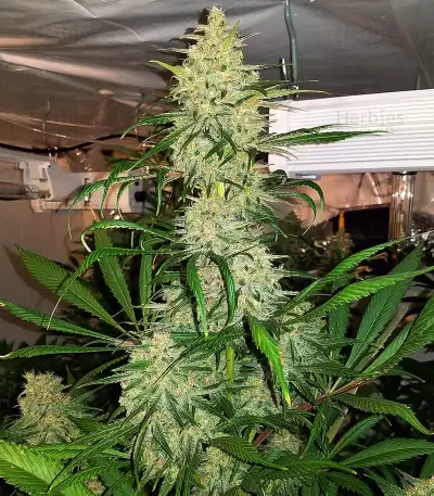 Double Black (G13 Labs)