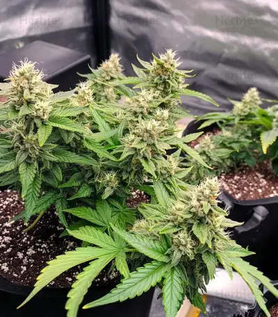 Durban Poison Seeds