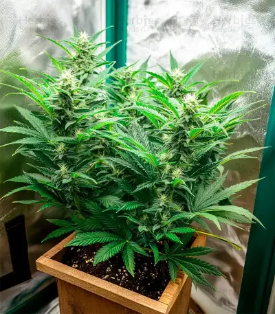 Fat Pete’s Cookies Auto Seeds