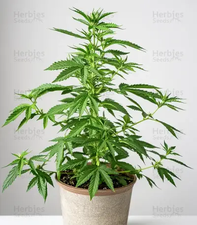 Forbidden Cherry Auto Seeds