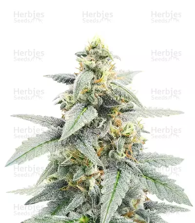 Forum Stomper Auto feminized seeds