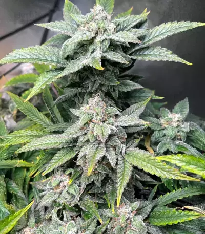Forum Stomper Auto Seeds