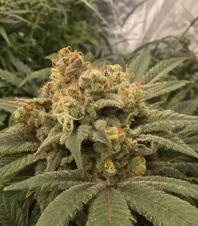 Frozen Biscotti Seeds (Dutch Passion)