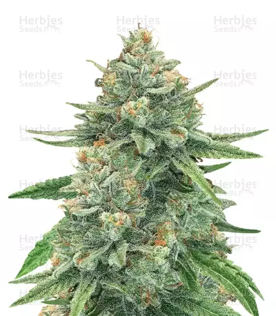 GG#4 Original Glue Auto (Original Sensible Seeds)