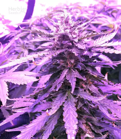 Gorilla Auto (GG#4 Original Glue Auto) (Expert Seeds)