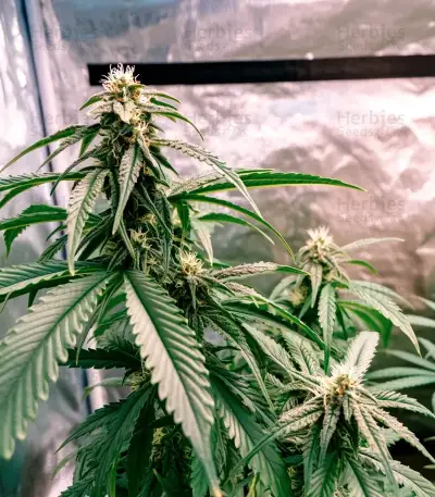 Gorilla G4 Fast Seeds