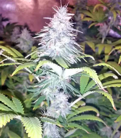 Graines de cannabis Z Gorilla (Original Sensible Seeds)