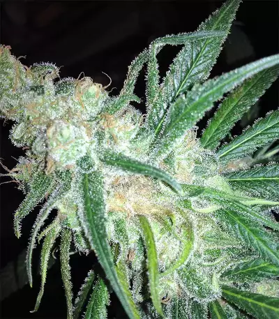 Graines de cannabis Grandaddy Black (Original Sensible Seeds)