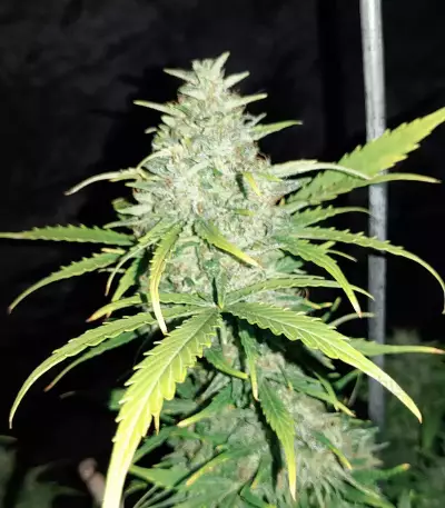Original Auto Cheese Seeds
