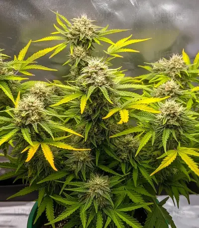 Original Blueberry Auto Seeds