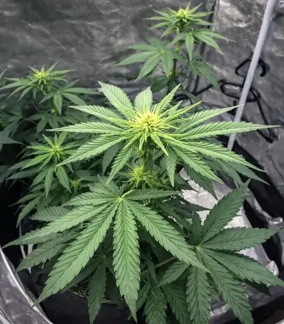 Graines féminisées de Papaya Frosting (Barney's Farm)
