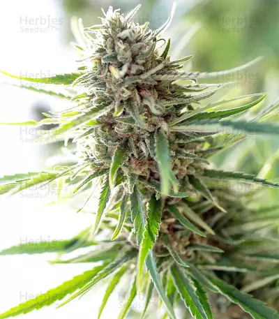 Pink Floyd Regular seed Seeds