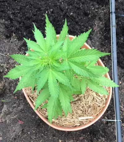 Purple Wreck (Reserva Privada)