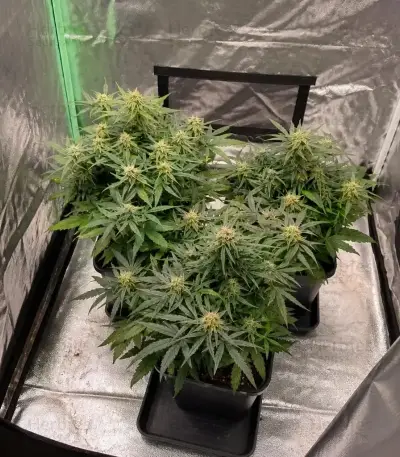Quick One Auto Seeds (Royal Queen Seeds)
