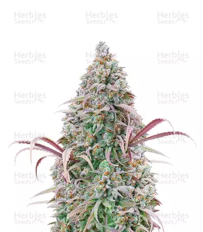 Sementes Feminizadas de Rosetta Stone (Brothers Grimm Seeds)