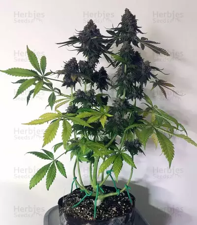 Runtz Muffin Seeds (Barney’s Farm)