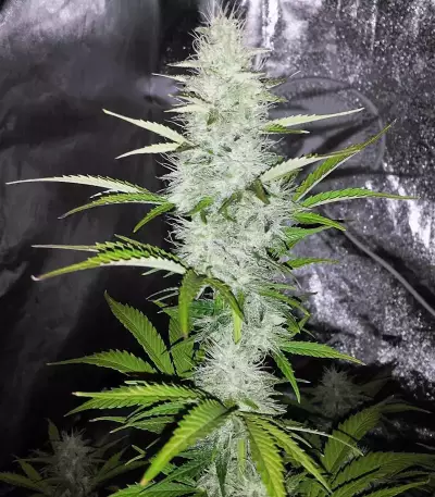 Sensi Skunk Seeds