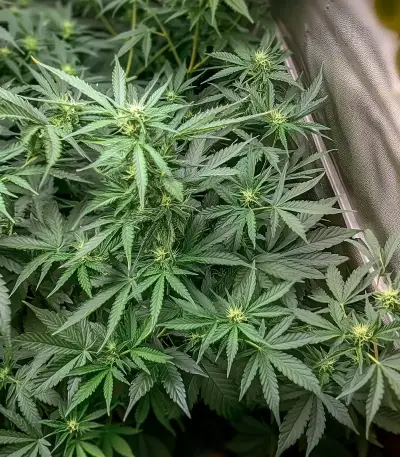 SkullRyder Auto feminized seeds