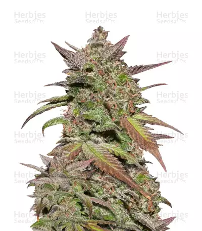 Smoothie Auto feminized seeds