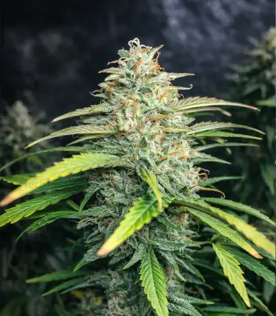 Snoop Dogg OG Seeds