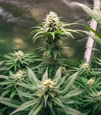 Sour Diesel (RQS) Cannabis-Samen