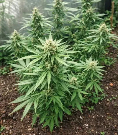 Space Cookies Auto (Delicious Seeds)