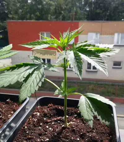 Stardawg Seeds