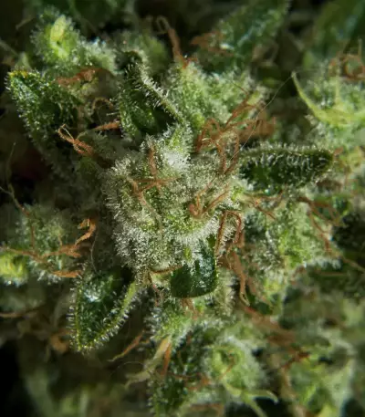 Graines féminisées de Super Lemon Haze (GHS)