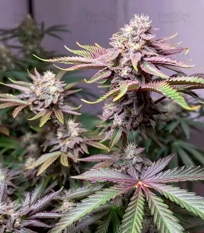 Super Banana Mango (Super Lemon Haze x GMO) Seeds
