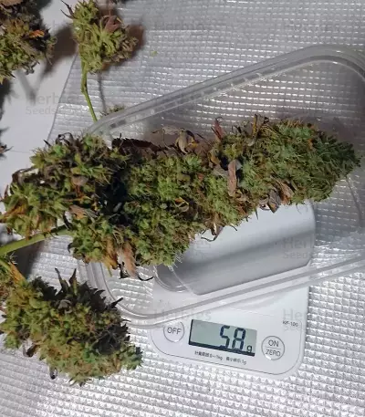THC Bomb Seeds