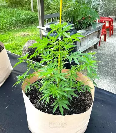 The Upsetter Seeds (Humboldt Seed Company)
