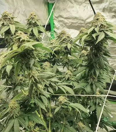 Watermelon Z (Barney's Farm)