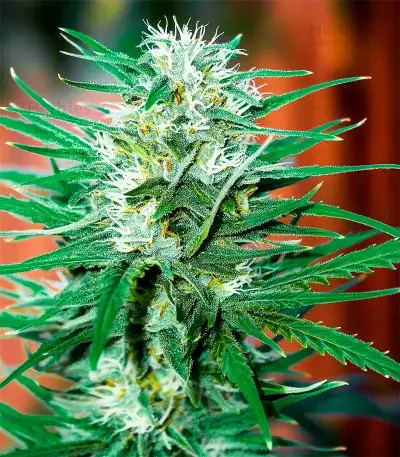 White Diesel Haze Automatic Seeds