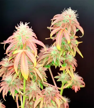 White Lemon Seeds