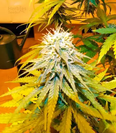 Graines de cannabis Wonder Woman regular (Nirvana Seeds)