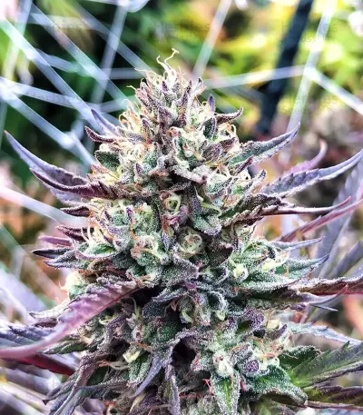 Semi femminizzati Z (Blackskull Seeds)