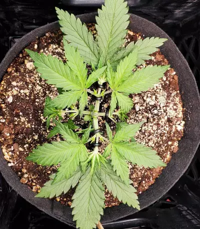 Semi femminizzati originali Trainwreck Auto