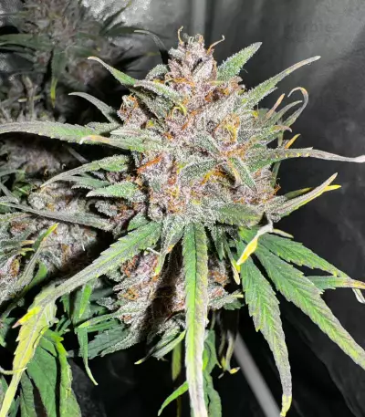 Tropicana Cookies Auto Seeds