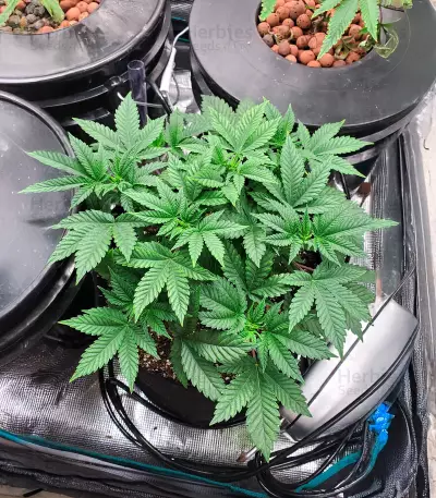 Widow Bomb feminized seeds