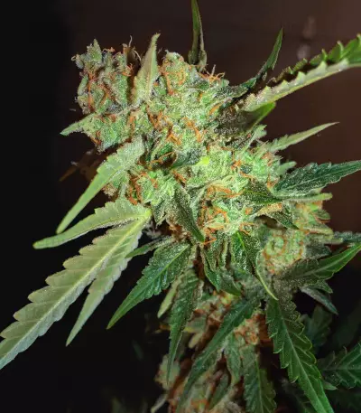 Critical + 2.0 Autoflowering feminized seeds