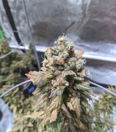 Original Auto Chemdawg Seeds
