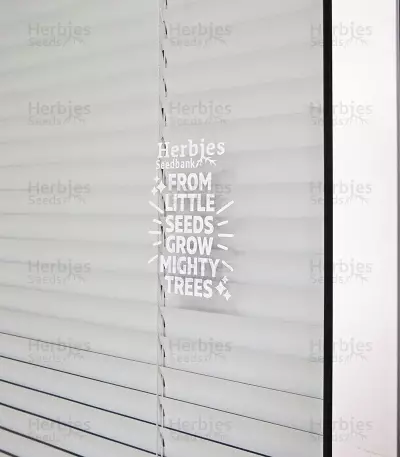Pegatinas para parachoques (Herbies)