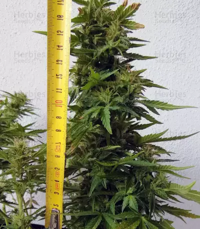BCN Power Plant Seeds